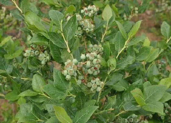 植物百科|蓝莓是雌雄同株吗