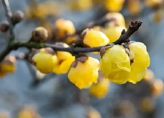 花语|腊梅的花语和寓意（关于腊梅的花语意义和象征风水）