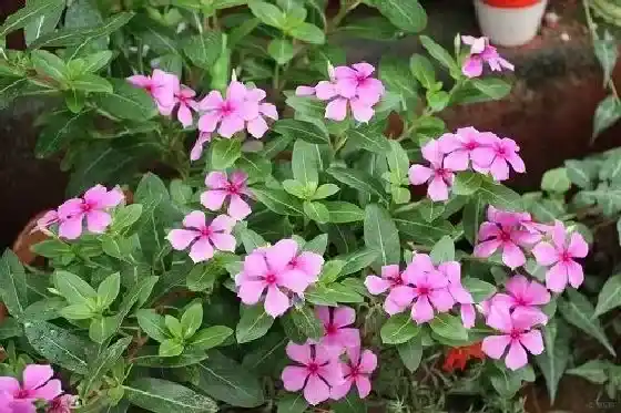 吸甲醛|长春花可以净化空气吗 有吸甲醛的作用吗