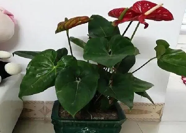 植物浇水|红掌移盆后要浇水吗