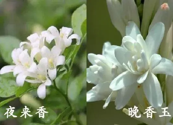 植物种类|夜来香和晚香玉是一种花吗