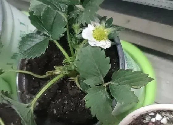 植物百科|草莓苗可以淋雨吗