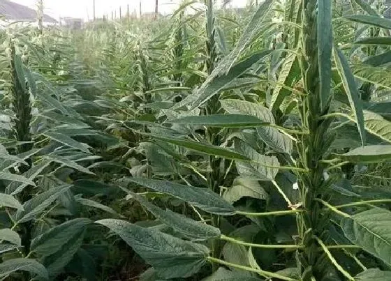 种植管理|黑芝麻什么时候种植最好