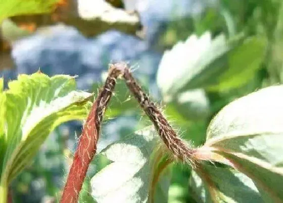 植物虫害|草莓病虫害防治方法与技术措施