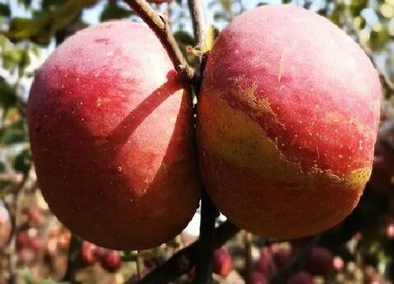 喷药|苹果打什么农药好