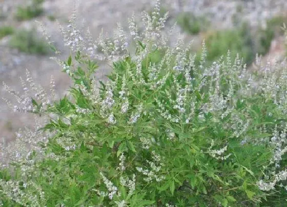 植物百科|荆是什么植物