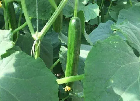 夏天植物|黄瓜夏天可以种吗