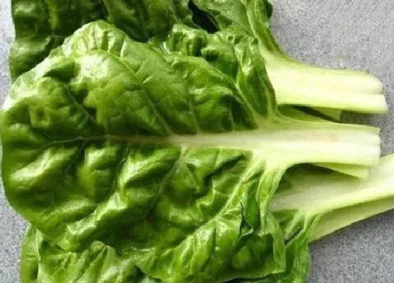 植物百科|跟菠菜长得很像的蔬菜