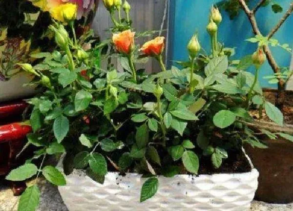 植物移栽|月季什么时候换盆最合适（几月份是盆栽月季最佳换盆时间）