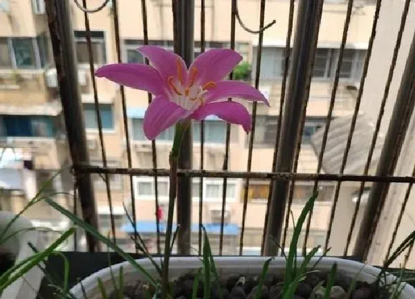 植物浇水|雨水适合浇什么花