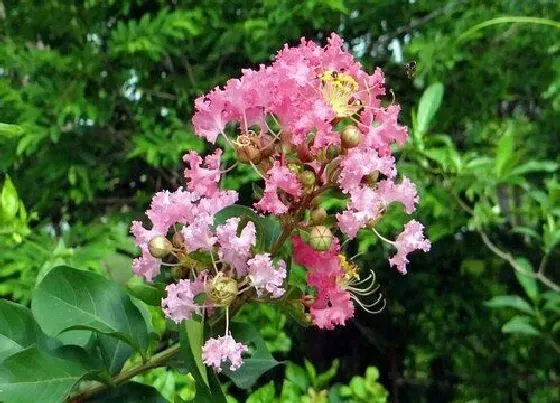 花期|紫薇的花期是什么时候