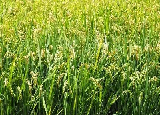 植物价格|2022年农业年景预测怎么样（今年农业收成前景分析）