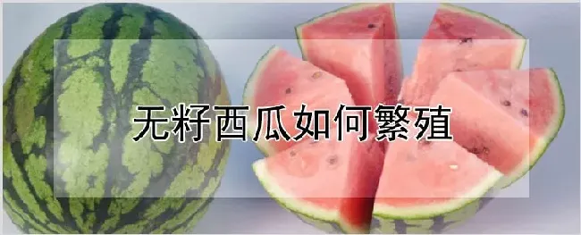 无籽西瓜如何繁殖 | 耕种资料