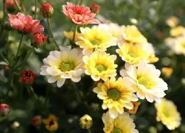 植物移栽|菊花换盆时间和方法