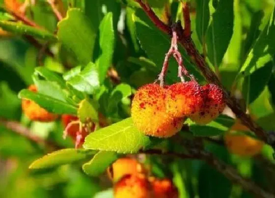 植物虫害|杨梅病虫害防治技术与方法措施