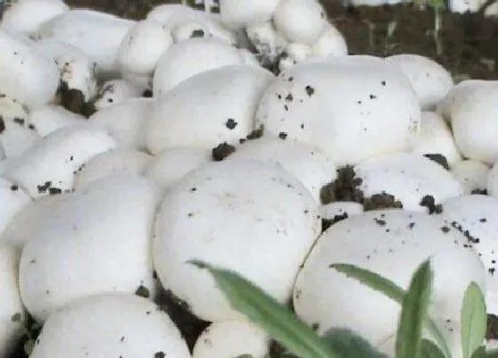 种植管理|双孢菇的生长周期是多长时间