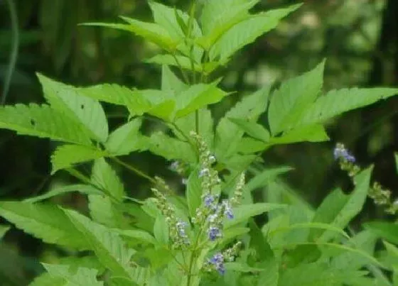 植物百科|荆是什么植物