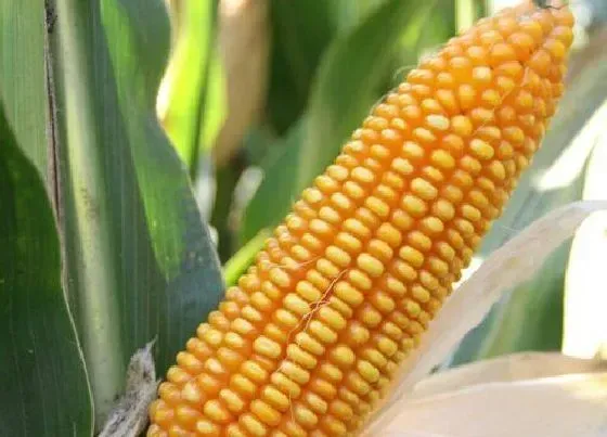 植物价格|2022年农业年景预测怎么样（今年农业收成前景分析）