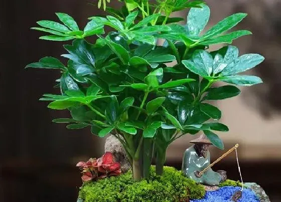 植物招财|属虎的养什么植物旺财又招财运