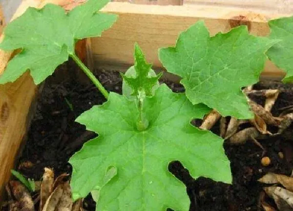 植物发芽|丝瓜发芽的过程