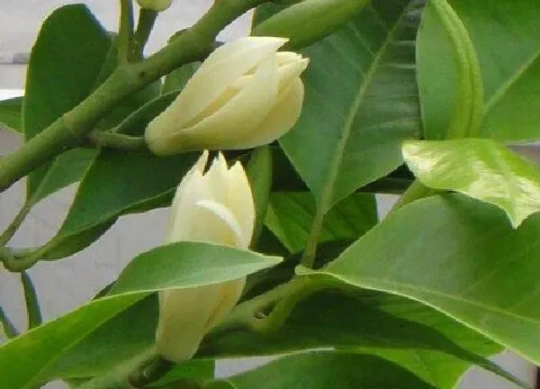 养殖科普|白兰花喜阴还是喜阳
