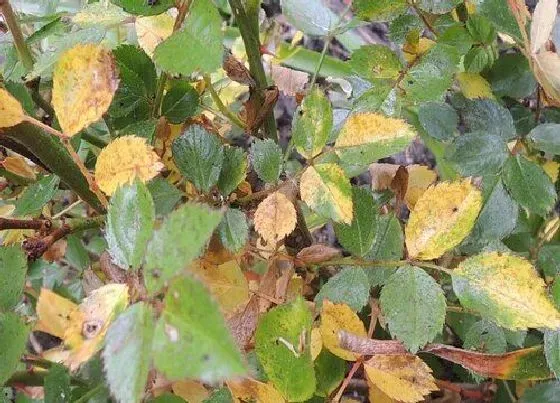 植物病害|月季黄叶病的原因及治疗处理方法