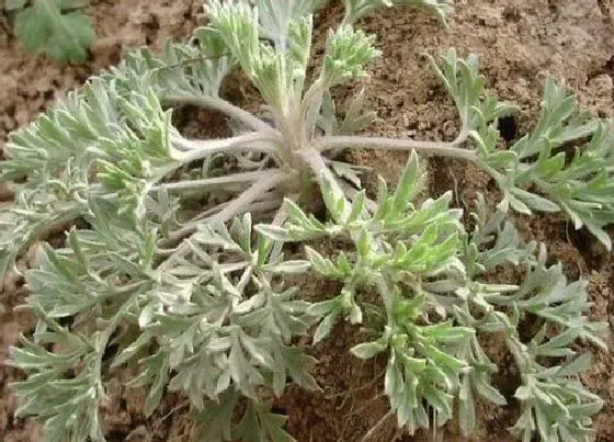 植物百科|白蒿在农村叫什么