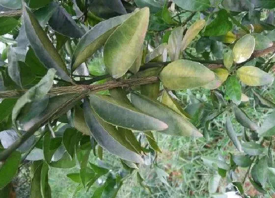 喷药|用什么农药喷毛毛虫最有效果不伤植物