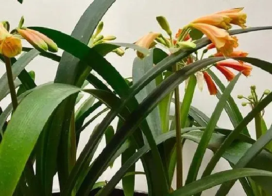 花语|君子兰花语和寓意 寓意是什么意思