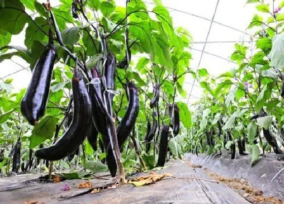 植物修剪|茄子怎么修剪方法