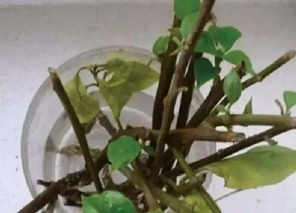 植物移栽|三角梅水扦插方法图解和注意事项（泡水中几天就能生根）