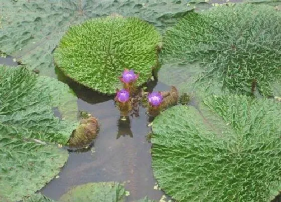 植物百科|芡实是什么植物