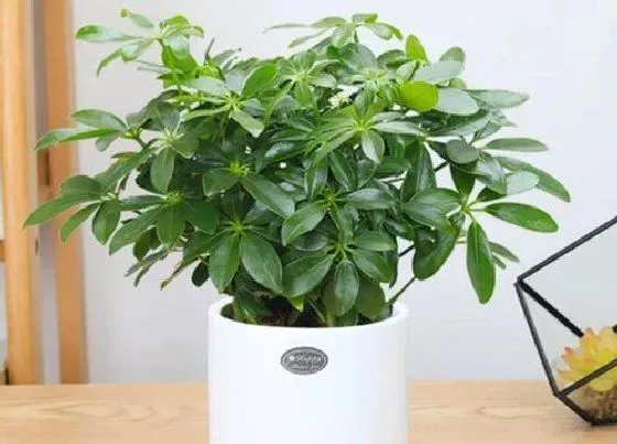 植物招财|属鸡养什么植物旺财运