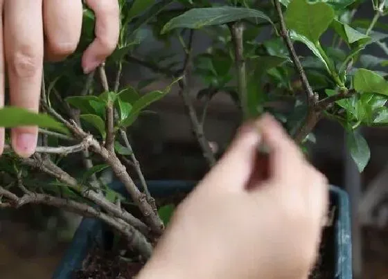 植物修剪|栀子花什么时候剪枝最好