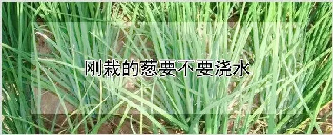 刚栽的葱要不要浇水 | 养殖技术