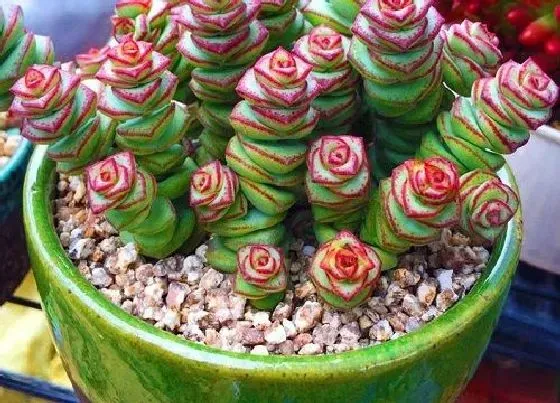 芽部|钱串子爆侧芽方法与处理
