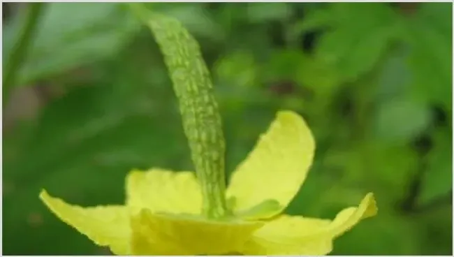 苦瓜开花结果期注意事项 | 耕种资料