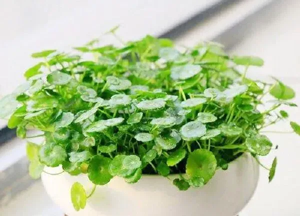 养殖科普|铜钱草能晒太阳吗