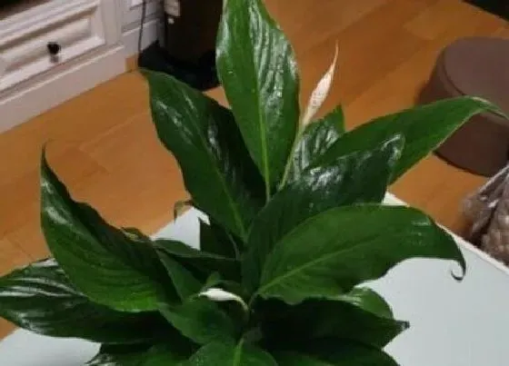 摆放常识|一帆风顺花适合在室内养吗