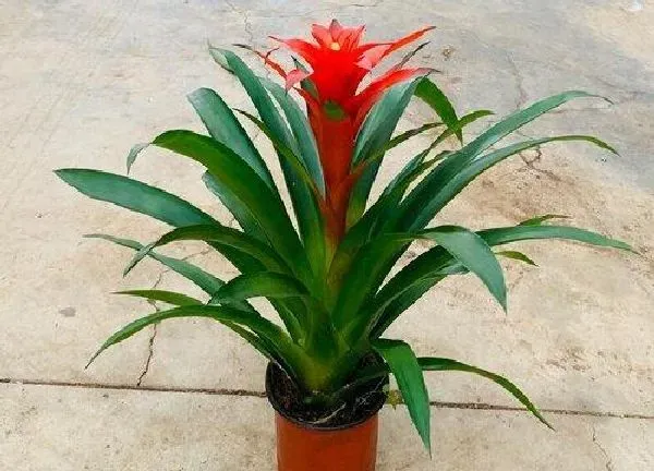 植物浇水|鸿运当头几天浇一次水 春夏秋冬各不同