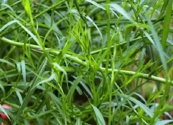 生长环境|柴胡的生长环境及生长地方条件