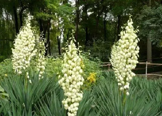 花卉百科|代表光明和希望的花（象征阳光与希望的花有哪些）