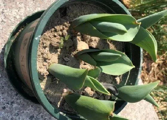 种植管理|郁金香什么时候种植最好