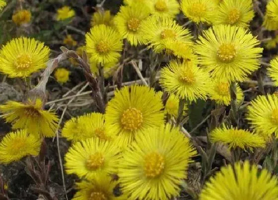 花朵|款冬花是什么植物的花