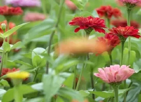 花卉百科|阿拉伯的国花是什么花