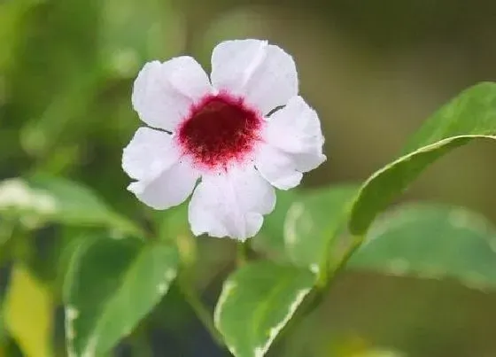 冬天植物|凌霄花耐寒多少度