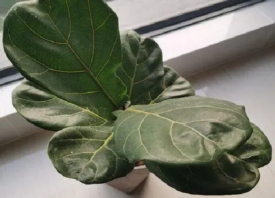 种植土壤|琴叶榕配土方法与比例 适合养殖的土壤