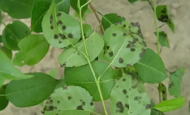 梨黑星病发生的原因？防治方法新手必看 | 种植施肥