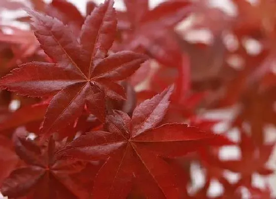 冬天植物|红枫怕冻吗