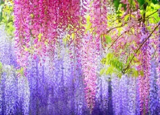 种植管理|紫藤北方可以种吗